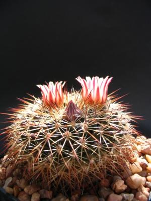 ...und wieder eine Mammillaria mit halluzinogenen Inhaltsstoffen...